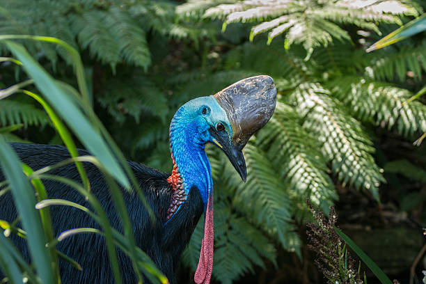 istock southern cassowary bird - australia 584868646
