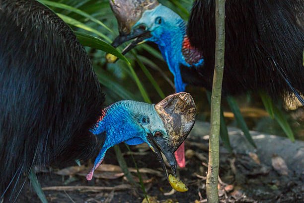 południowy ptak kazuiarski - australia - beak bird blue cassowary zdjęcia i obrazy z banku zdjęć