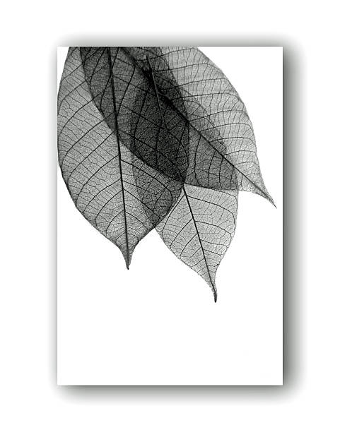 istock Leaf skeletons in black on a 3 dimensional white background 584870350