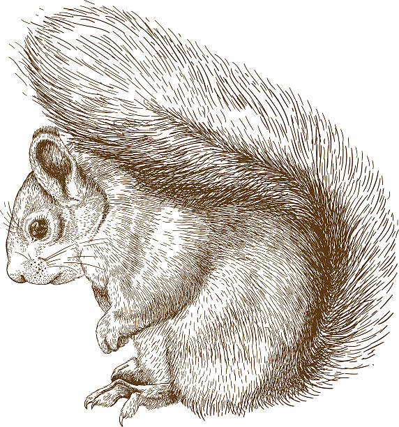 ilustrações, clipart, desenhos animados e ícones de ilustração de gravação de esquilo - squirrel