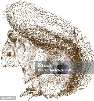 111 Drawing Of Arboreal Animals Illustrations & Clip Art - iStock
