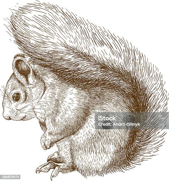 Engraving Illustration Of Squirrel Stock Illustration - Download Image Now - Squirrel, Illustration, Drawing - Activity