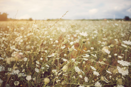 Uncultivated flower field.