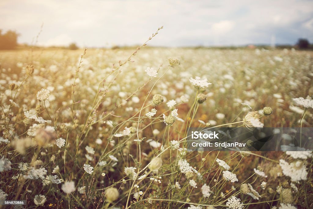 Good Nature Uncultivated flower field. Boho Stock Photo