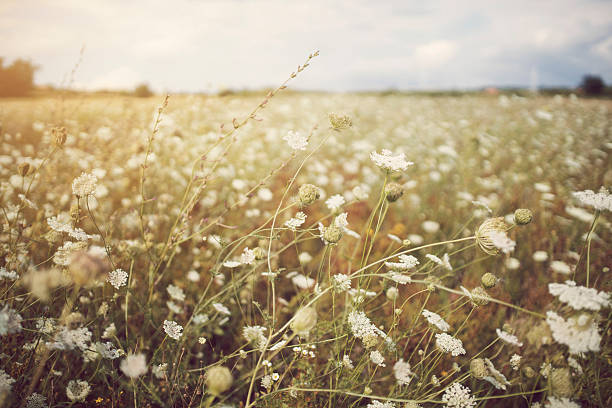 Good Nature Uncultivated flower field. cow parsley stock pictures, royalty-free photos & images