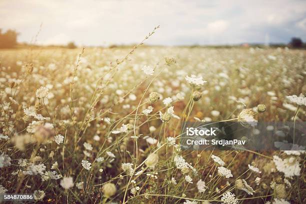 Good Nature Stock Photo - Download Image Now - Boho, Bohemia - Czech Republic, Flower