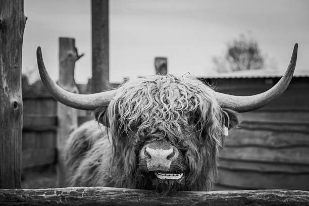 potret sapi liar di kebun binatang - sapi bali sapi potret stok, foto, & gambar bebas royalti