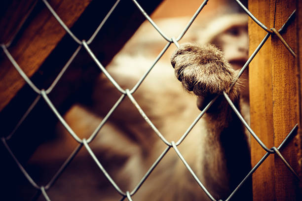 istock Lonely monkey sitting behind the cage at the zoo 584871134