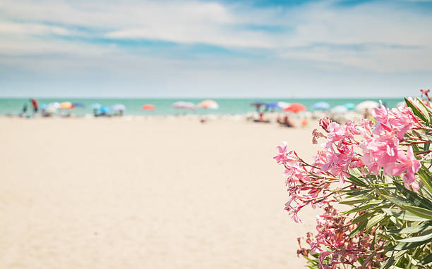 istock Pink oleander and beach on background suitable as copy space. 584871704