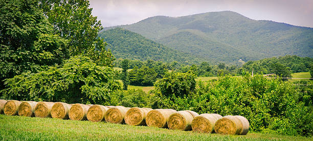 Hay bales in field