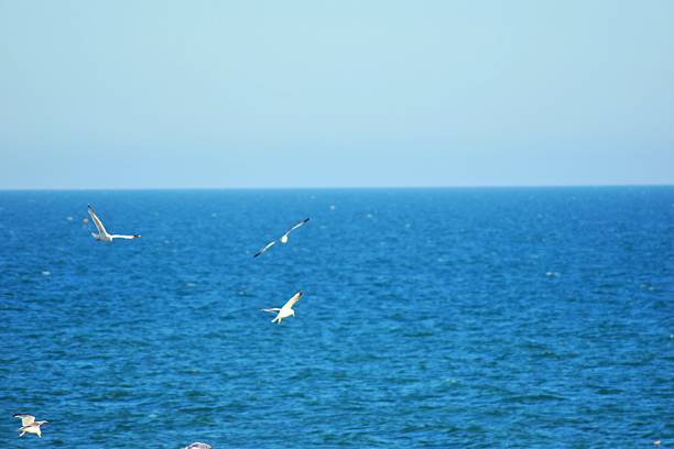 istock Brighton sea in summer with flock of seagulls 584872508