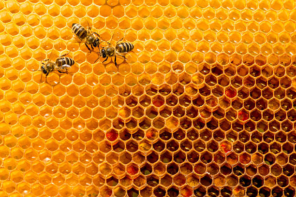 istock closeup of bees on honeycomb in apiary 584872656