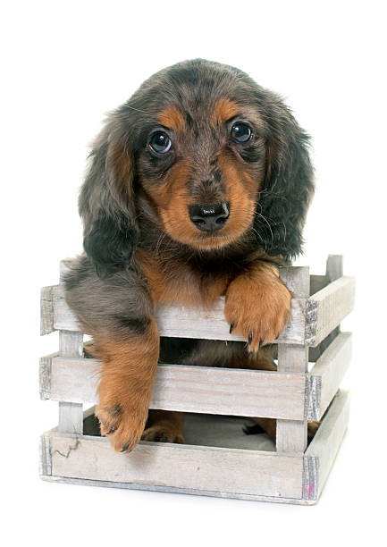 istock puppy dachshund  in studio 584872738
