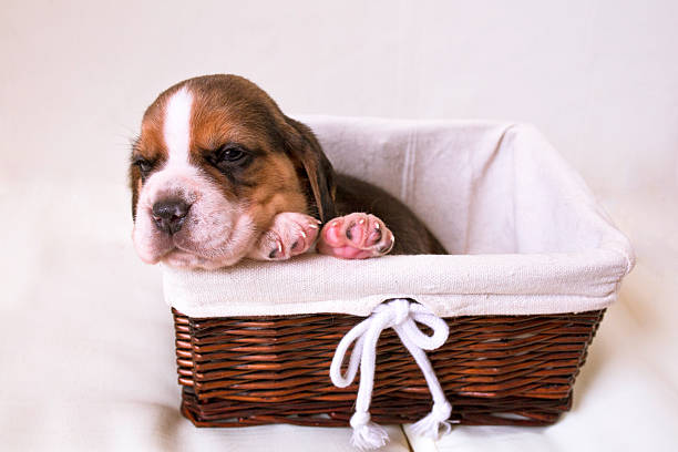 istock Beagle puppy in a basket . 584872772