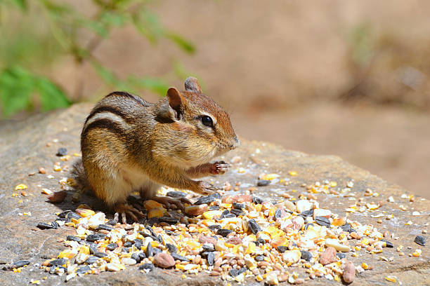 Chipmunk with Seed stock photo