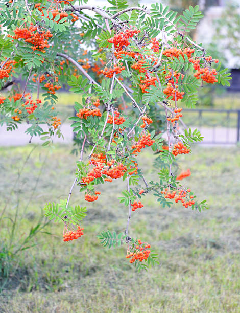 istock Red berries of a rowan. 584873358