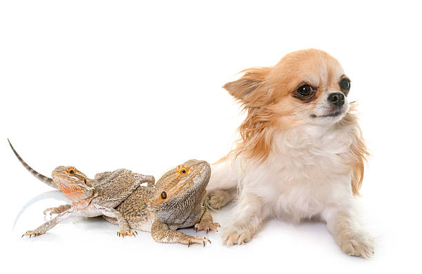 istock Pogona vitticeps and chihuahua 584873626