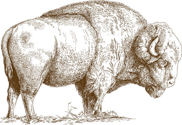 gravur-illustration von bisons - amerikanischer bison stock-grafiken, -clipart, -cartoons und -symbole