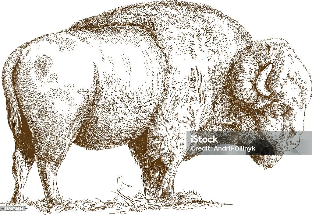 engraving  illustration of bison Vector antique engraving illustration of bison isolated on white background American Bison stock vector