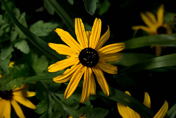 istock Beautiful yellow flowers 584873924