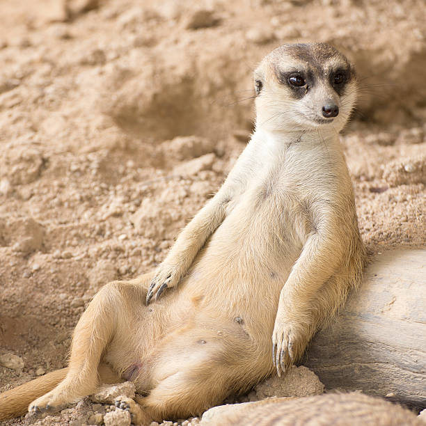 istock Meerkat in open zoo 584874774