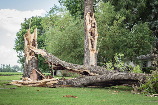 horizontal image of a couple of very large tree trunks broken down by high winds and lightening due to thunder storm in the summer.