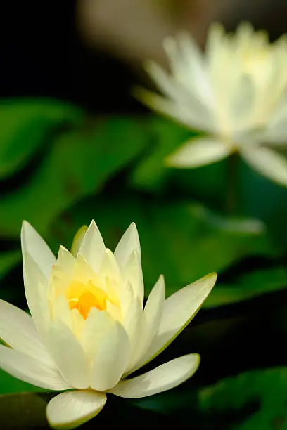 Inner light of the Temperate Zone water lily.