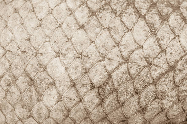 istock texture of fish scales close-up 584876578