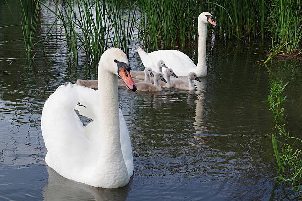 istock Swan family 584876638