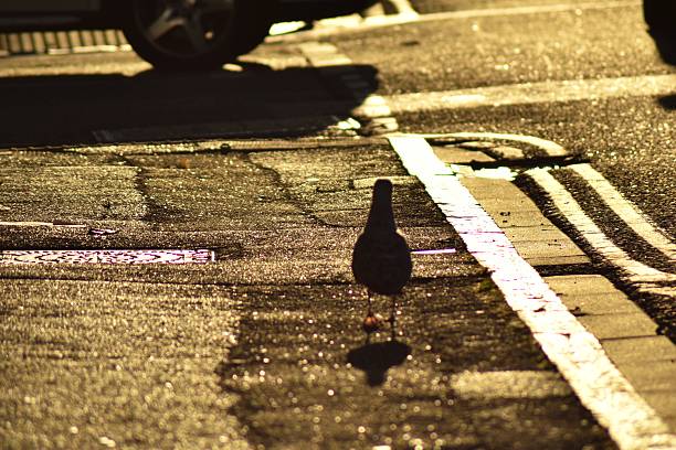 Close-up of an inquisitive pigeon on an East London side street.