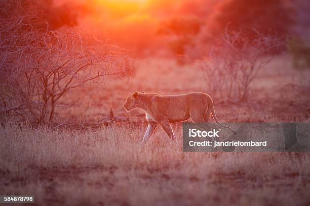 Lioness Stock Photo - Download Image Now - Lion - Feline, Serengeti National Park, Sunrise - Dawn