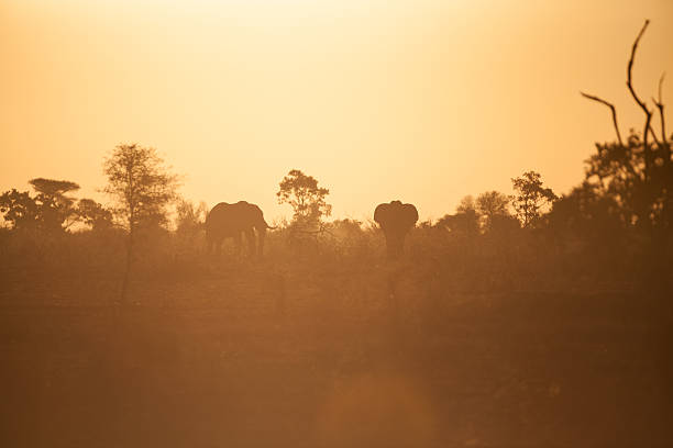 elephanr silhouette - kruger national park national park southern africa africa stock-fotos und bilder