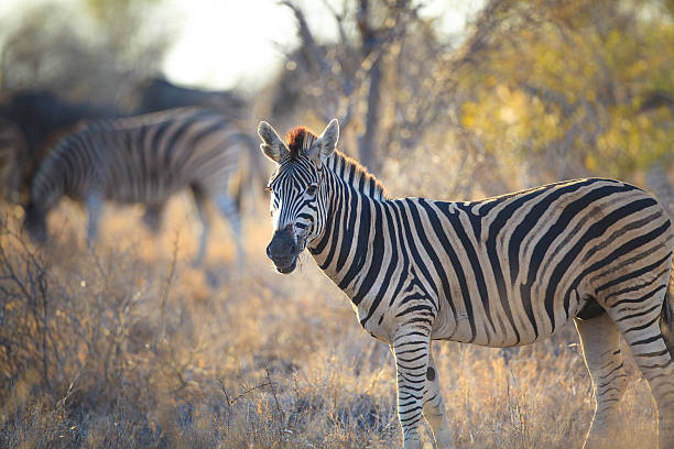 istock Zebra in the kruger national park 584879342
