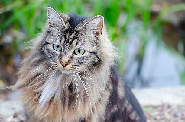 istock Portrait of a beautiful cat 584879916