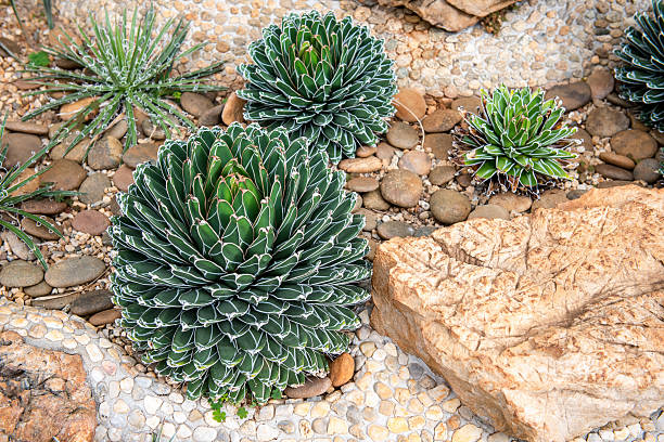 istock Many beautiful varieties of cactus and value. 584881292