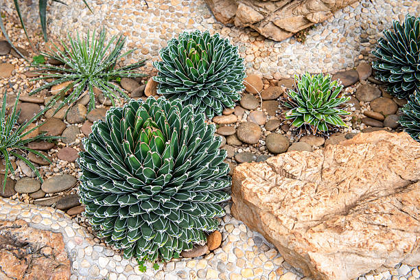 istock Many beautiful varieties of cactus and value. 584881398