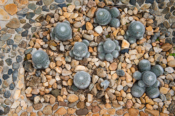 Many beautiful varieties of cactus and value.