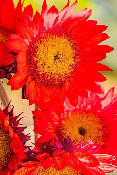istock Several Red Sunflowers are backlit close up  outside (P) 584881662