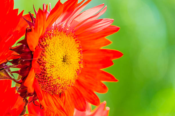 One red sunflower is close up with a hint of others to the left. The greenery and shrubbery in background is in soft focus. The flowers are backlit. The colors glow in oranges, reds, and yellows in this horizontal image. There is copy space to the right of the flowers.