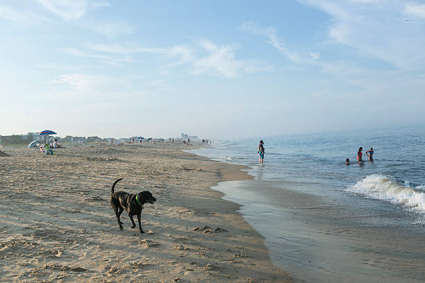 Dewey Beach, DE USA - July 24, 2016: A view looking North up the beach near Clayton Street in Dewey Beach Delaware. A Black Labrador Retriever dog is in the foreground.  Dogs are allowed on the beach after 5:30PM in the summer. 