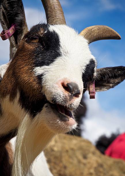 istock Close up : Portrait of goat 584883632