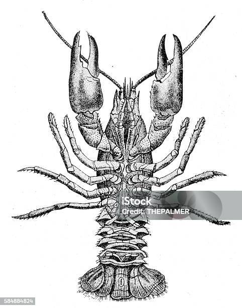Crayfish Engraving 1888 Stock Illustration - Download Image Now - Crayfish - Animal, Claw, Drawing - Art Product
