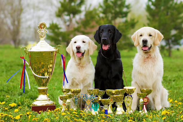 trzy piękne rasowe psy labrador retriever i dwa złote - exhibition of dog zdjęcia i obrazy z banku zdjęć