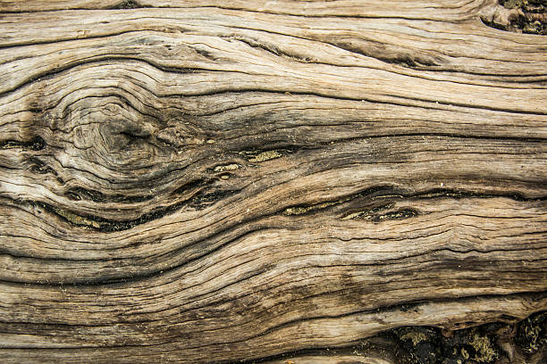 istock close up of old wood texture background 584885228