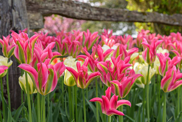 istock Happy signs of spring 584885386