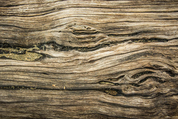 istock close up of old wood texture background 584885412