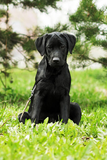 istock cute black Labrador puppy sitting on the grass 584885446