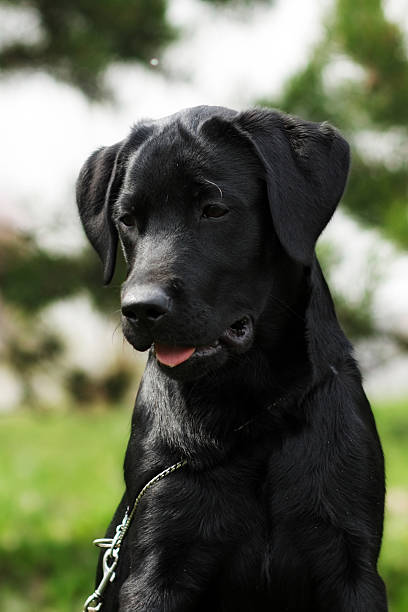istock cute black Labrador puppy sitting on the grass 584885492