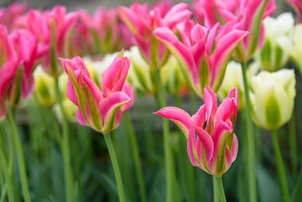 istock Happy signs of spring 584885552