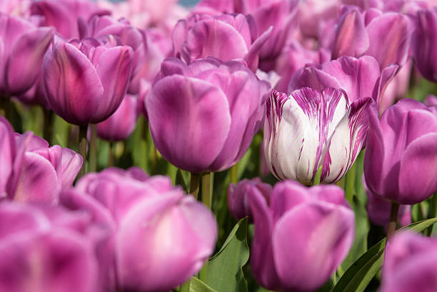 istock Happy signs of spring 584885676